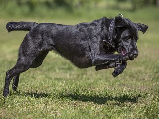 Loki beim Apportieren